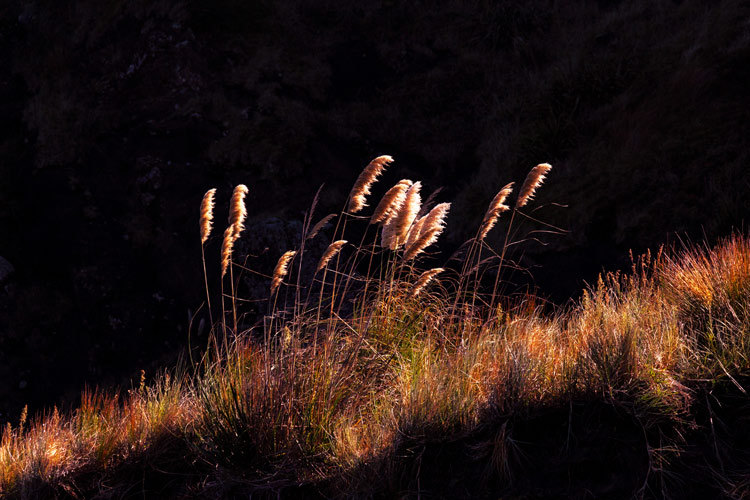 Natalie Pearce, NZ photography, art, salute to the sun